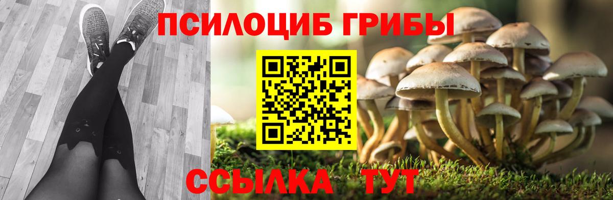 Псилоцибиновые грибы Cubensis Чистополь